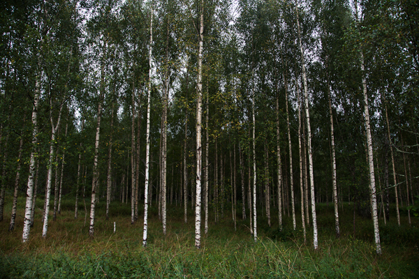 forest